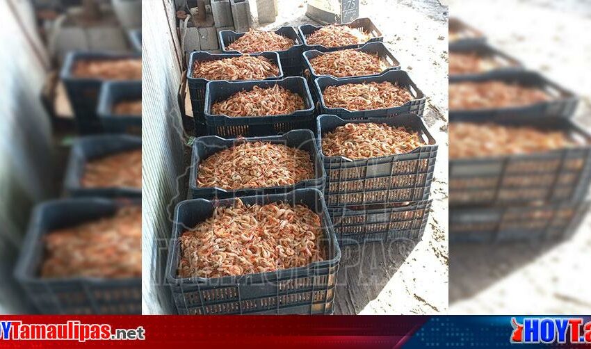  Repunta la pesca de camarón en Matamoros pese a canícula – Hoy Tamaulipas