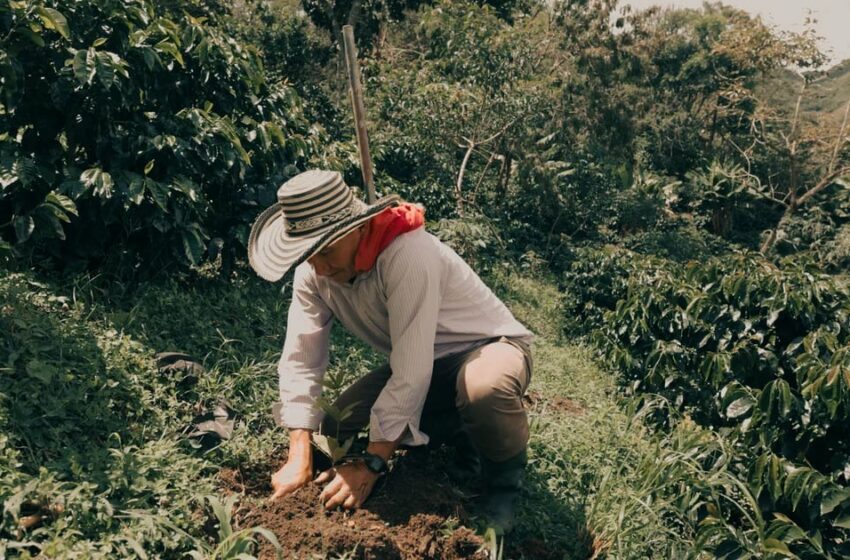  Prestigiosa compañía de café internacional planea invertir USD 12 millones para abrir 30 tiendas en el país