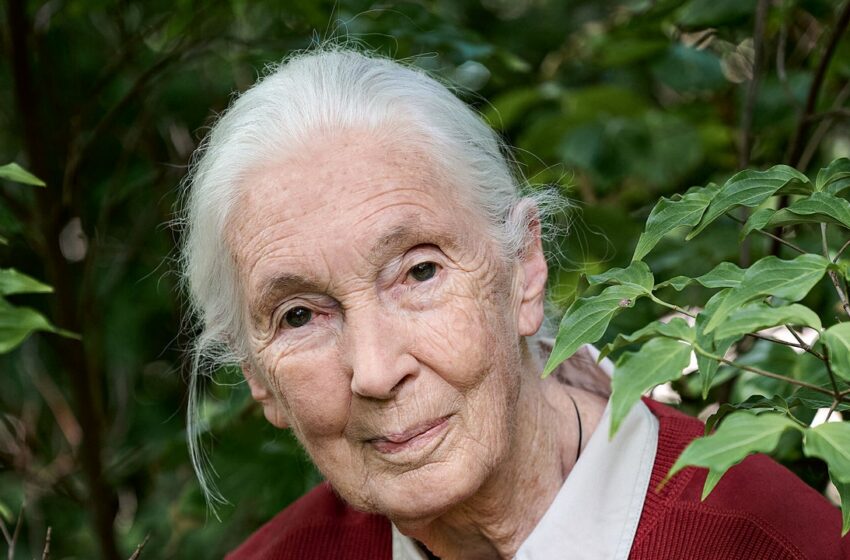  Jane Goodall: "Proteger el medio ambiente no solo es bueno para la fauna, sino también … – WIRED