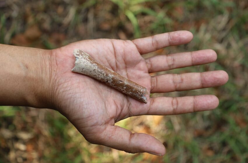  El misterio de los ‘hobbits’ de Flores se aclara gracias a los huesos más pequeños de humano jamás encontrados