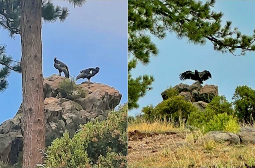  Reintroducen a la vida silvestre a dos cóndores de California nacidos en Chapultepec