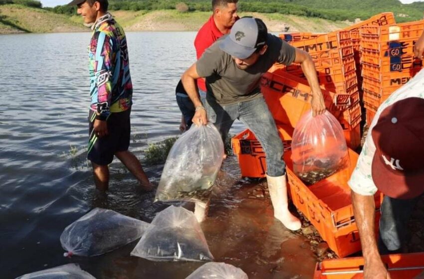  Se sembrarán 24 millones de alevines: arranca el programa de repoblamiento de presas en Sinaloa