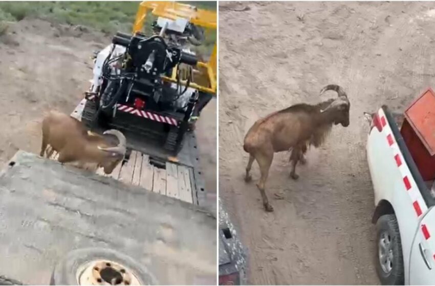  Sorprende borrego cimarrón agresivo a trabajadores en Sonora | La Silla Rota