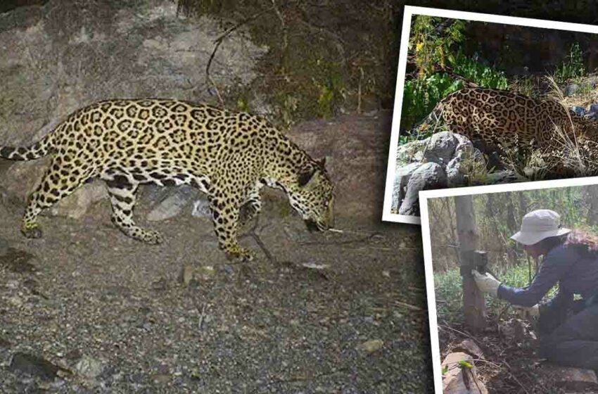  ¡Nacieron cachorros de jaguar en Sonora! Naturalia AC realiza monitoreo para ubicarlos y …