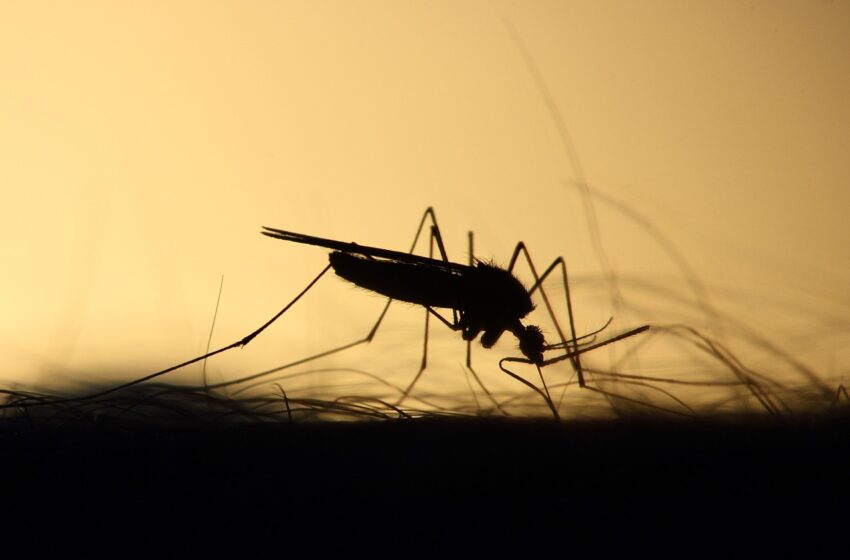  Te decimos qué alimentos puedes comer para repeler a los mosquitos – Expreso.press