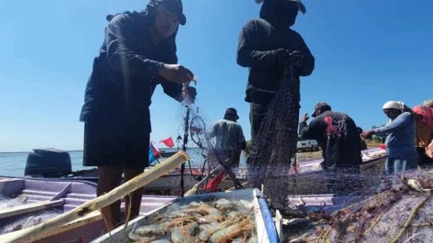  Pescadores del Sur de Sonora buscan que se adelante la temporada de camarón