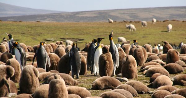  Falklands, Código de Conducta Rural para protección del medio ambiente y vida silvestre