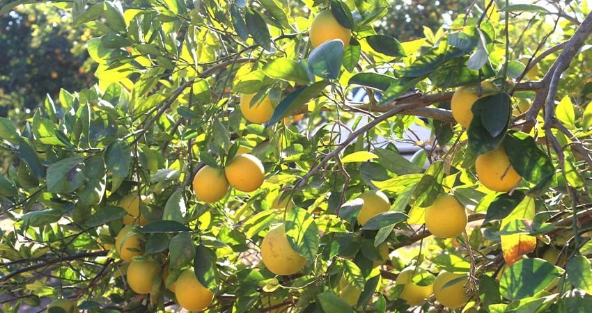  Trabaja SEPADA en planeación de campaña para proteger cítricos de BCS