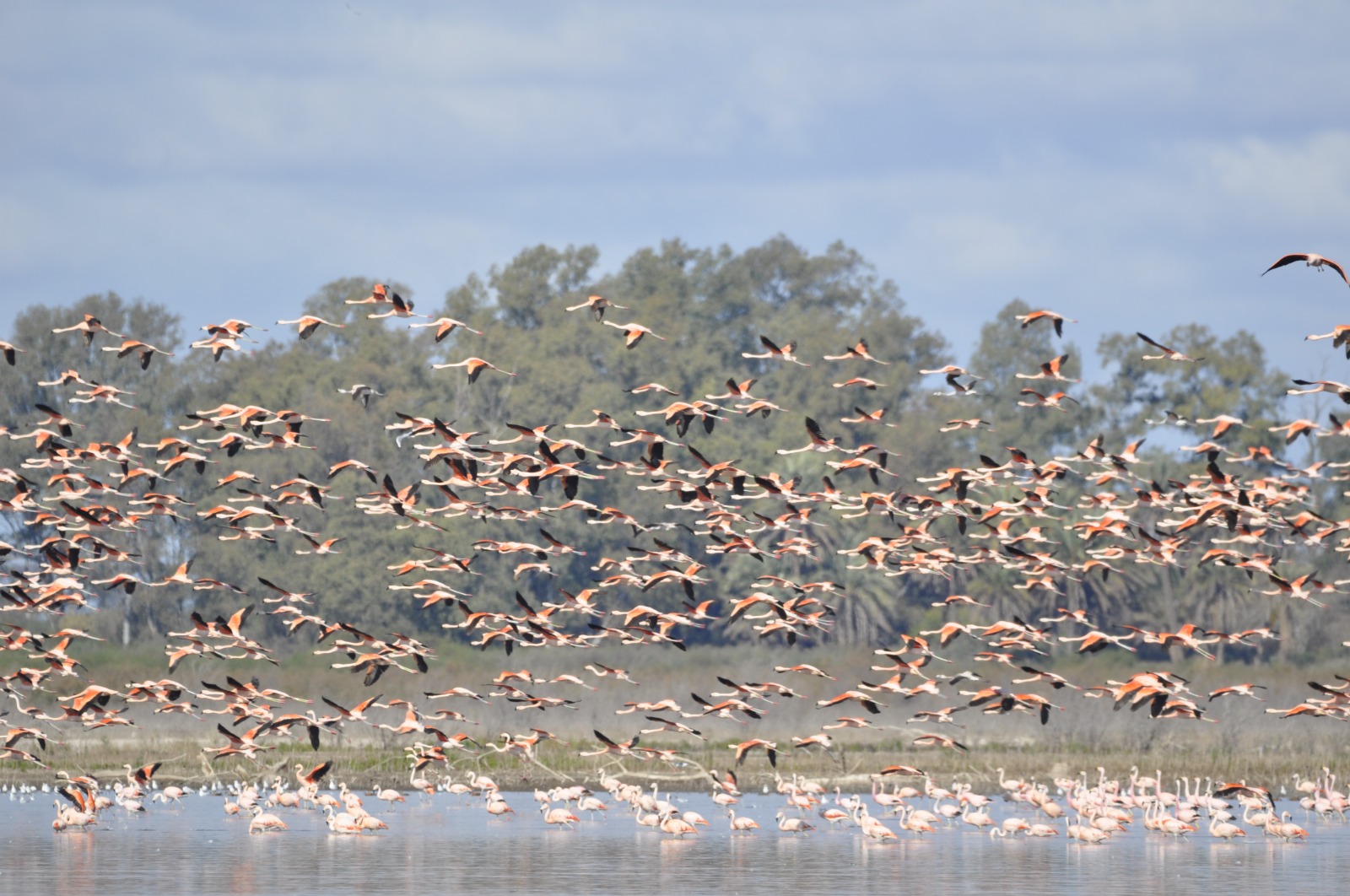 Flamencos en PN Ansenuza