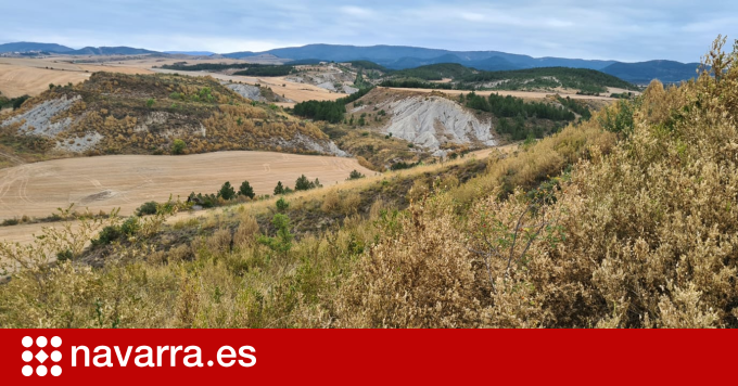  Medio Ambiente informa de un pico de mariposas de polilla del boj que se espera … – navarra.es