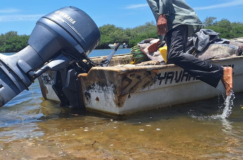  Esperan Pescadores fecha del levantamiento de la veda del camarón | Noticias de Sonora