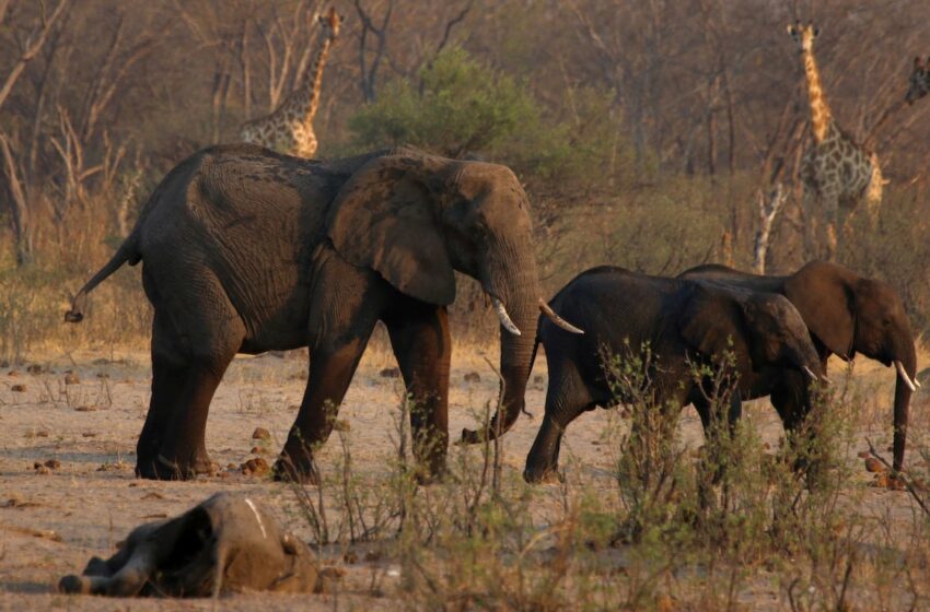  Namibia sacrificará 723 ejemplares de elefantes, cebras y búfalos para alimentar a la … – EL PAÍS