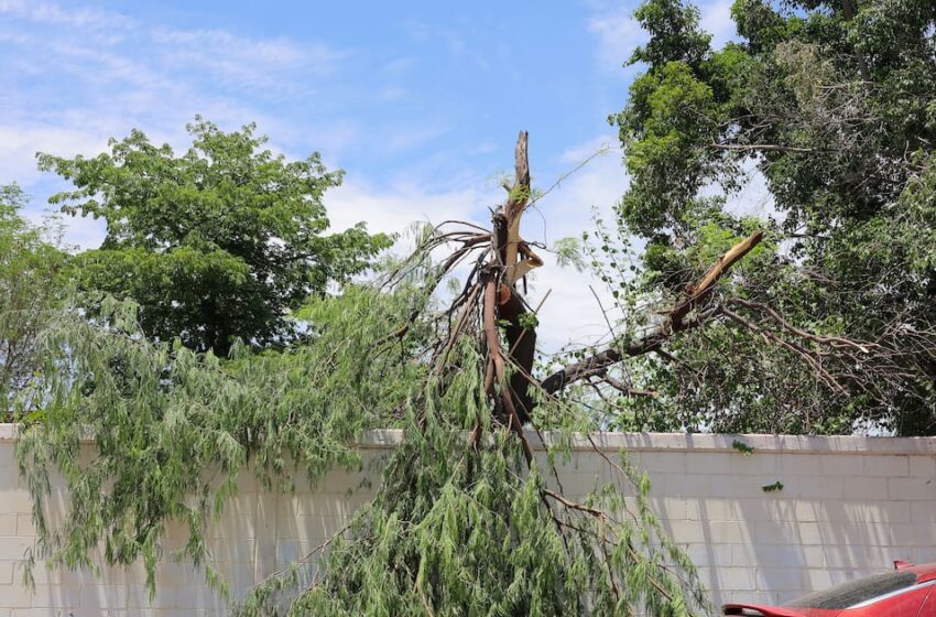  Alerta Protección Civil a estos municipios del Noroeste de Sonora por fuertes vientos