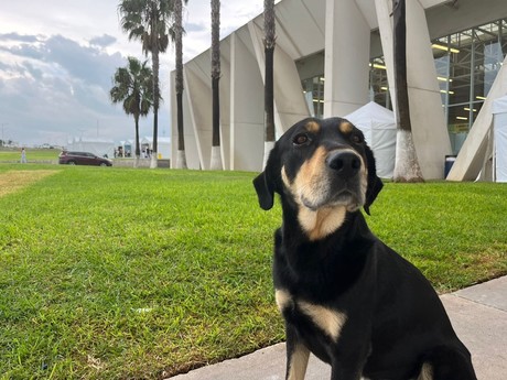  Perritos y Gatitos disfrutarán de las fiestas patrias con rica cena en Saltillo – Posta Mx