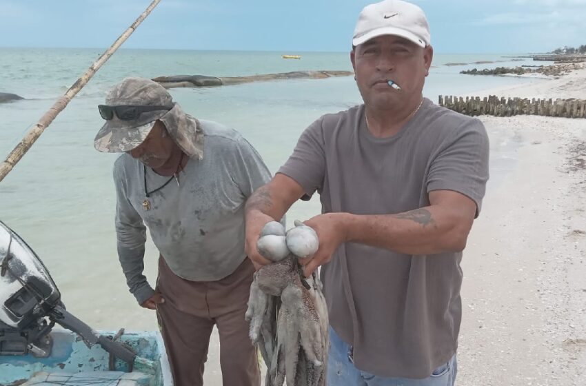  El mal tiempo frenaría a partir de hoy la buena racha de pulperos – Diario de Yucatán