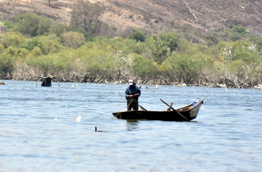  Invertirán alrededor de seis MDP para apoyar al cultivo de peces en el estado – El Sol de Irapuato