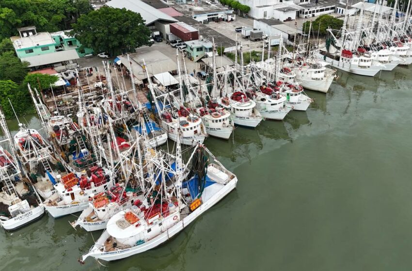  Navega Tamaulipas con segundo lugar en captura de camarón – El Sol de Tampico