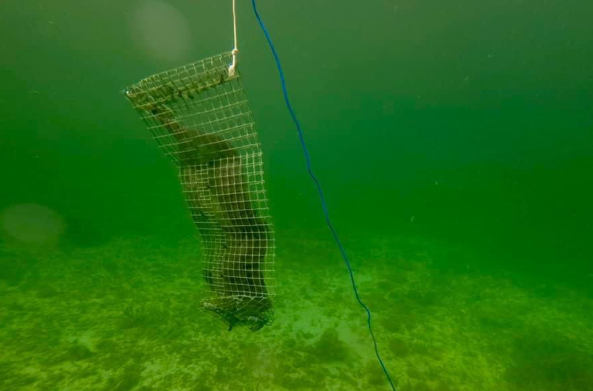  Monitorean arrecife de Quintana Roo para garantizar pesca sostenible