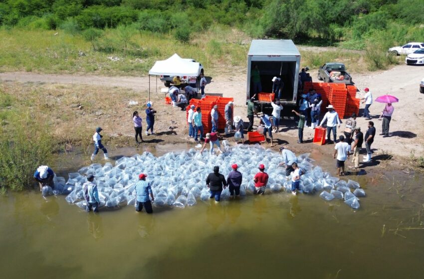  Impulsan pesca en Salvador Alvarado con siembra de 700 mil alevines – Quadratín Sinaloa