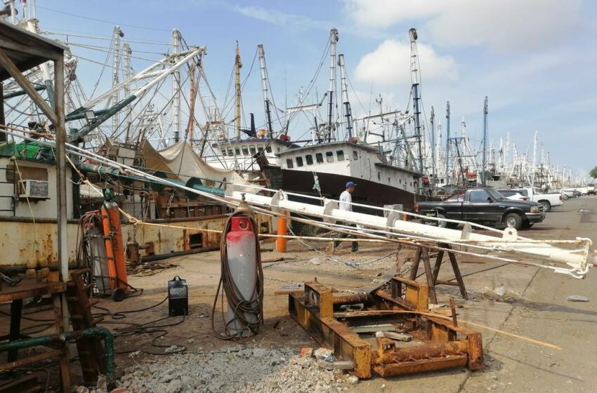  Se alistan pescadores de Mazatlán para las capturas en alamar