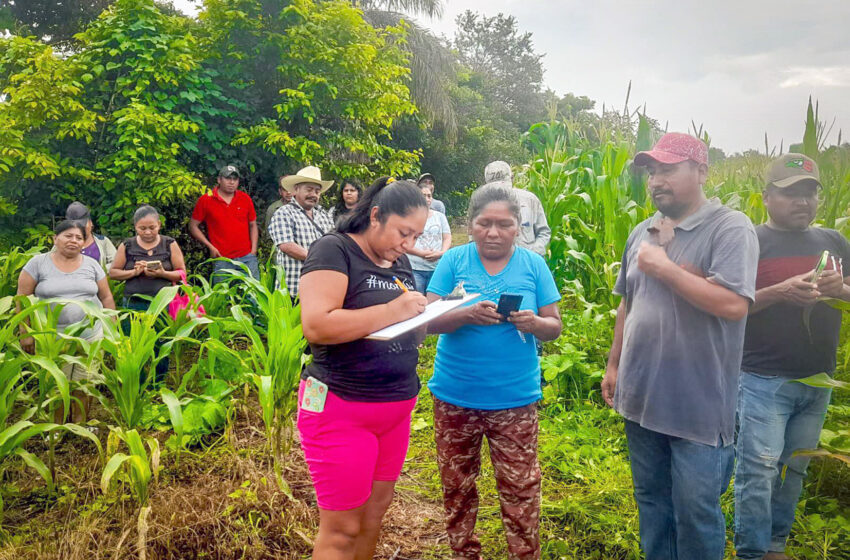  Implementan acciones de control biológico en el campo guerrerense – Diario 21