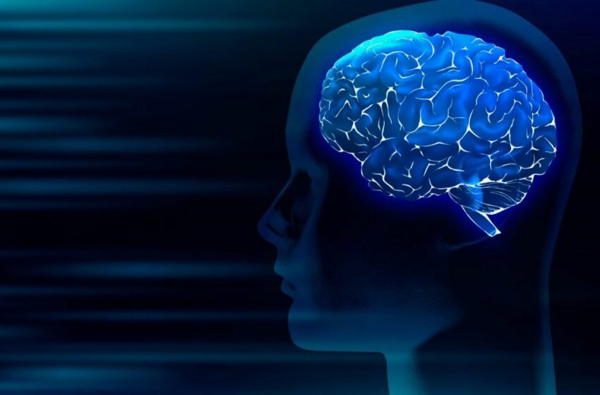  ¡Alerta en el mundo científico! El cerebro humano se achica cada vez más y este es el motivo