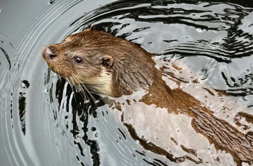  Nutria de río ataca a un niño en EU – Netnoticias.mx