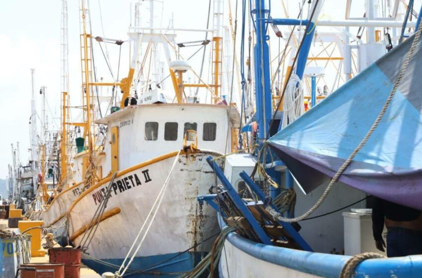  Confirman en Mazatlán las fechas de arranque para la pesca del camarón – Periódico Noroeste