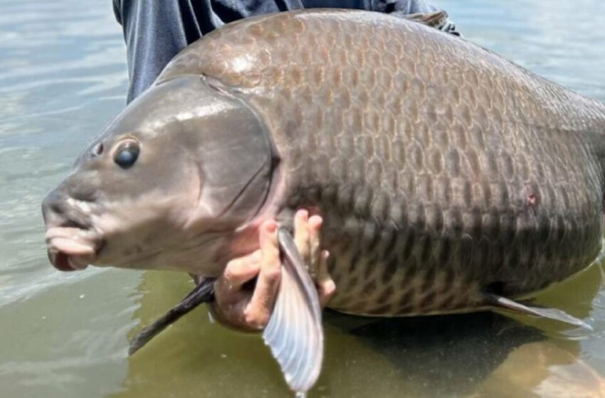  Sorpresa en un lago de Texas por el pez gigante que capturaron: ¡es un récord! – TV Azteca