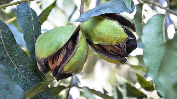  Valle del Yaqui iniciará con las cosechas de nuez