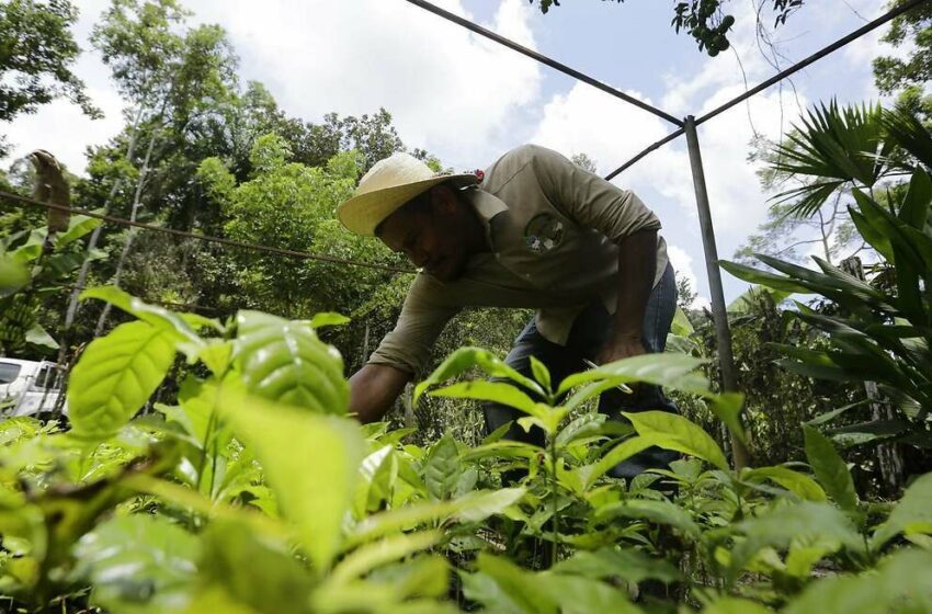  Las cuatro razones por las que el precio mundial del café ha subido un 70% en un año