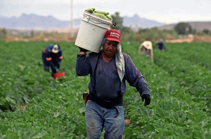  Impuesto criminal pega al campo y sube alimentos – El Universal