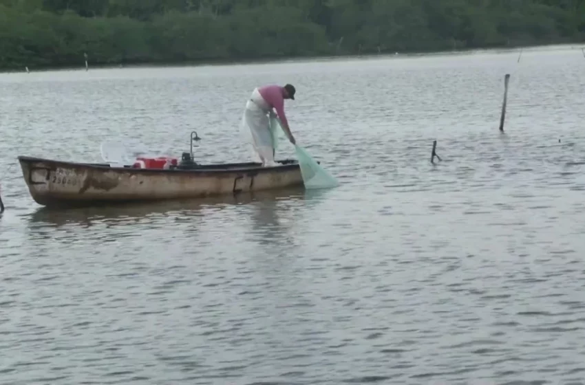  Pesca camaronera de laguna no se recupera ni con una lluvia: Pescadores | Sinaloa – TVP