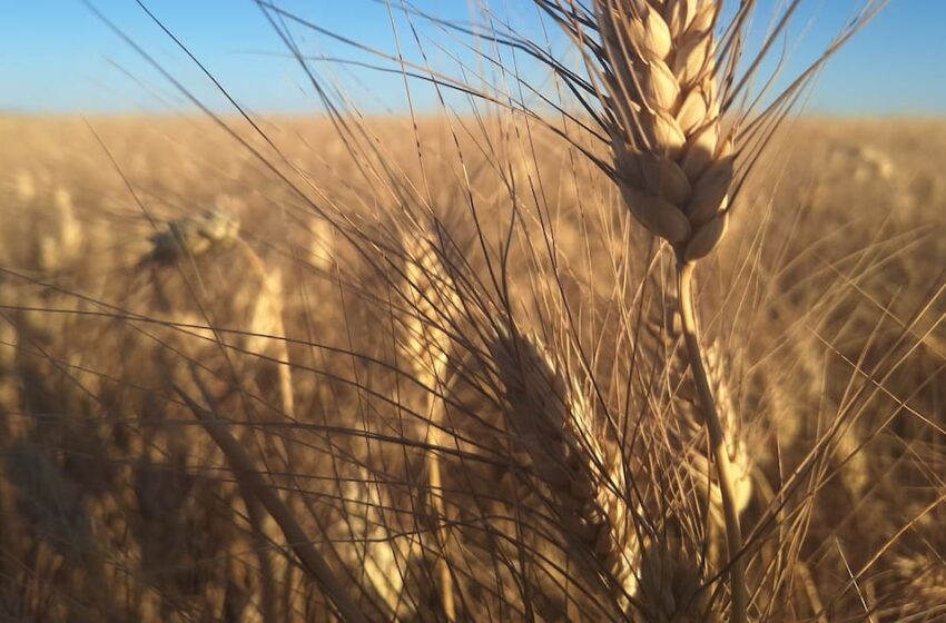  Será trigo embodegado un “respiro”: Productores de Sonora – El Imparcial