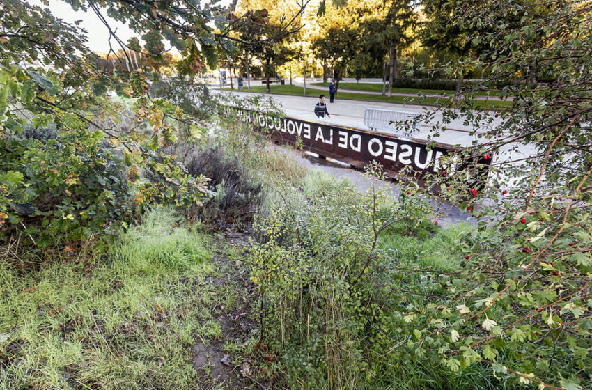  Medio Ambiente pospone el cambio de diseño del jardín del MEH – Diario de Burgos