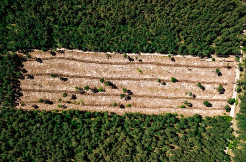  BBVA en la COP16: ¿Cómo revertir la deforestación?