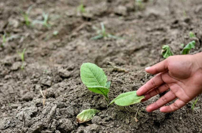  ¡Veracruz sobrevivió a sequías extremas! Producción de alimentos se recupera con las lluvias