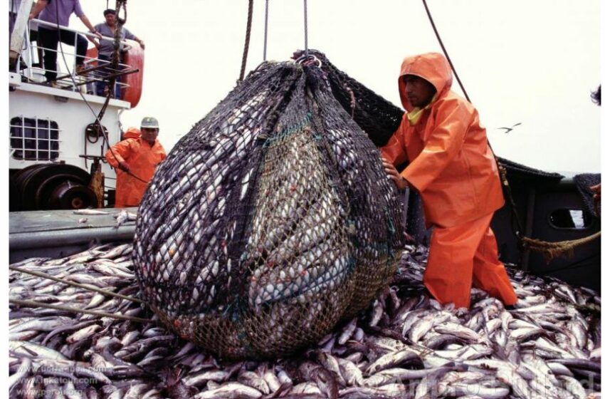  Pesca, agro y minería elevan las exportaciones de Perú a cifras récord en 2024