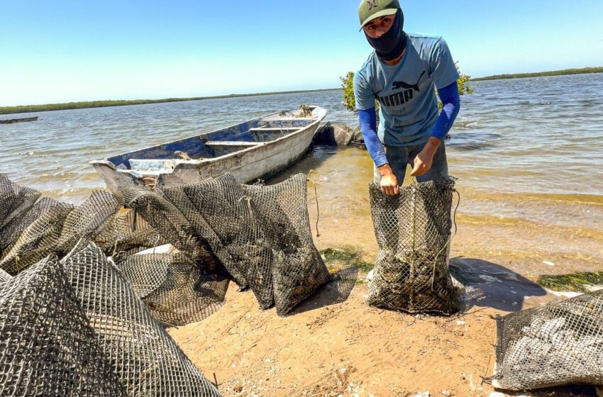  Baja California Sur lidera producción de ostión japonés – Diario Humano