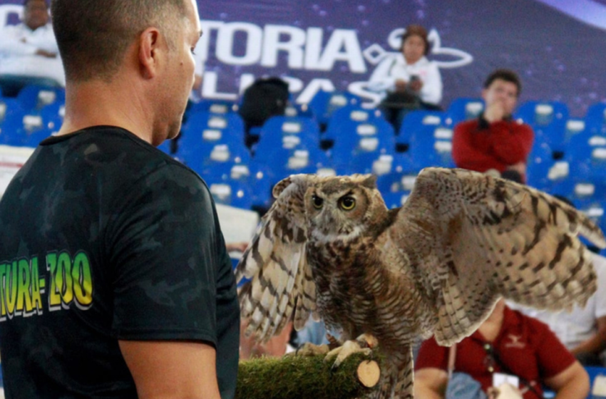  Guacamayas, búhos y erizos protagonizan espectáculo en Ciudad Victoria [Fotos]