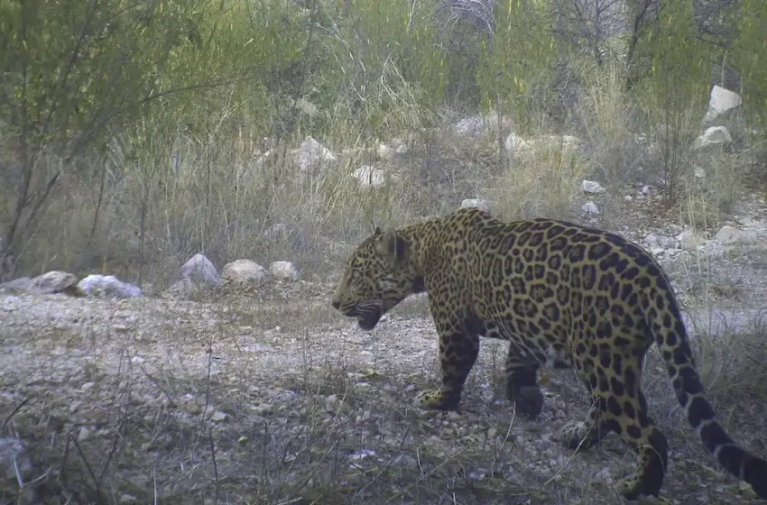  Tren Fantasma en Sonora pone en riesgo al jaguar: organización ambientalista