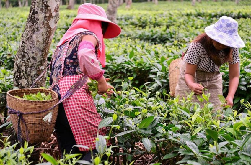  Mujeres rurales producen el 50 % de los alimentos del mundo | SemMéxico