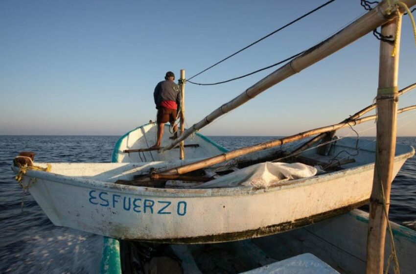  Flores Nava, elemento clave para la pesca en México: Oceana – Punto MX