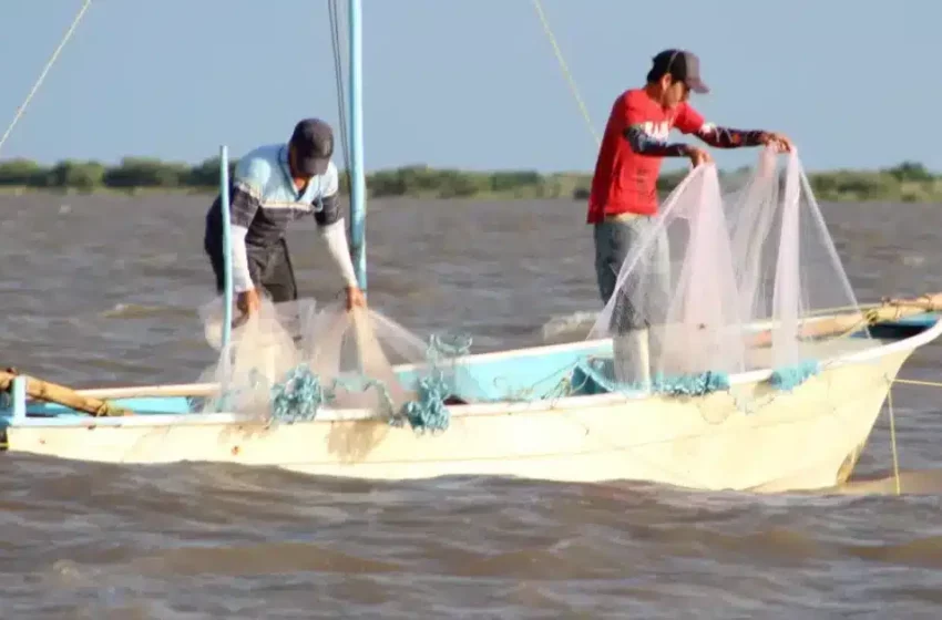  Está muy chico: pescadores de Altata reportan crítica la captura de camarón – Línea Directa