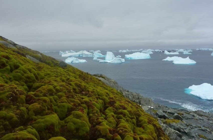  La Península Antártica reverdece un ritmo alarmante