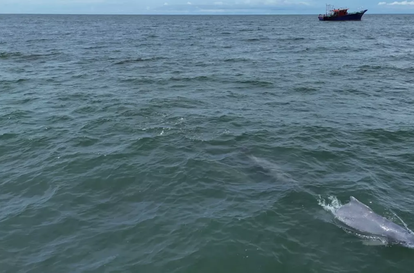  CIFT realiza el primer estudio basado en drones sobre la pesca de mamíferos marinos