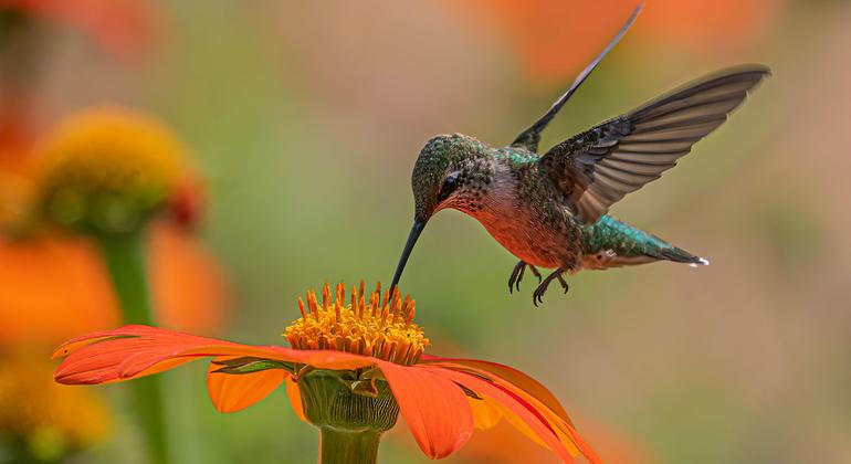  Cinco claves para entender la cumbre mundial de biodiversidad COP16 que se celebra en Colombia