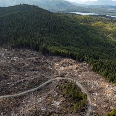  Conferencia de las Naciones Unidas sobre Biodiversidad 2024: qué es el ecocidio