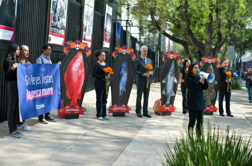  Oceana protesta frente al Senado con ataúdes de pescados – Comunicadores MX