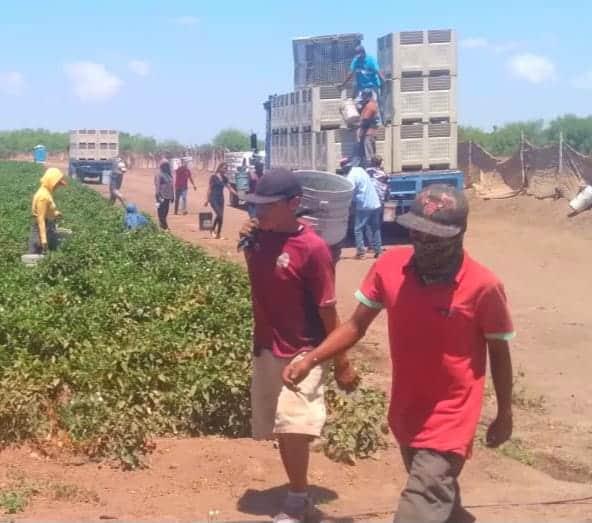  Jornaleros del sur de Sonora piden programas de empleo temporal – Diario del Yaqui